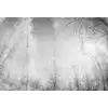 Image de Architects Paper FOREST GLADE