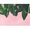 Image de Architects Paper LEAVES WALL