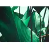 Image de Architects Paper LEAF STALKS
