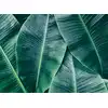 Image de Architects Paper BANANA LEAVES