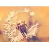 Image de Architects Paper DANDELION