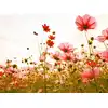 Image de Architects Paper FLOWER MEADOW