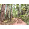 Image de Architects Paper FOREST WALK
