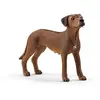 Image de Chien De Rhodésie À Crête Dorsale Marron