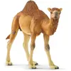 Image de Wild Life - Dromadaire Marron