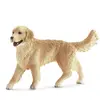 Image de Chiene Golden Retriever Beige