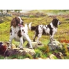 Image de Spaniel on Moor 1000 Pièces Otter House Puzzle