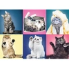 Image de Chatons 500 Pièces Trefl