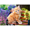Image de Chat Roux 500 Pièces Castorland