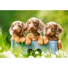 Image de Mignons Chiots 500 Pièces Castorland