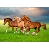 Image de Chevaux en Ruée Vers le Printemps 500 Pièces Castorland