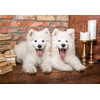 Image de Les Chiots Samoyèdes Disent Bonjour 1000 Pièces Castorland