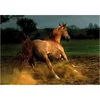 Image de Cheval Chestnut 1000 Pièces DToys