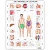Image de Puzzle Cadre - Het Menselijk Lichaam (en Hollandais) 35 Pièces Larsen