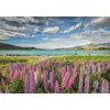 Image de Lupin Au Lac Tekapo 1500 Pièces Clementoni
