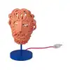 Image de Seletti TERRACOTTA ULYSSE MASK LAMP