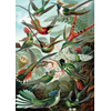 Image de Haeckel - Colibris 1000 Pièces Piatnik