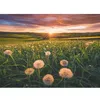 Image de Puzzle 500 pieces Pissenlits au crépuscule, Des 12 ans, Puzzle de qualité supérieure, 12000592, Ravensburger