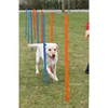 Image de Slalom Agility Training Concept