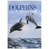 Image de Dolphins Spy in the Pod