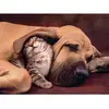 Image de Puzzle 500 pièces cuddles Clementoni 25,4x4,6x34,4 cm