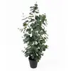 Image de Plante artificielle Present Time Eucalyptus Leaf 30x78 cm