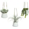 Image de Plante d'intérieur succulent artificielle à accrocher BigBuy Home TU