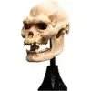 Image de Statue Skull of Lurtz Weta Workshop Seigneur des Anneaux 14 cm