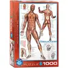 Image de Eurographics Puzzle du système Musculaire Humain (1000 pièces) en occasion ou reconditionné