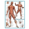 Image de Puzzles - Muscular System - puzzle - 1000 pièces