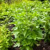 Image de Basilic Citron | Vilmorin Jardin