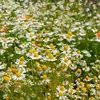 Image de Camomille Ordinaire | Vilmorin Jardin