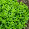 Image de Menthe Marocaine | Vilmorin Jardin
