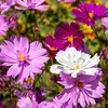 Image de Cosmos Psychée | Vilmorin Jardin