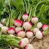 Image de Radis National 3 - BIO | Vilmorin Jardin