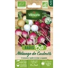 Image de Radis Mélange de Couleurs - BIO | Vilmorin Jardin