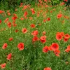 Image de Coquelicot Simple Rouge - BIO | Vilmorin Jardin