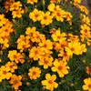 Image de  illet d'Inde Simple Orange - BIO | Vilmorin Jardin