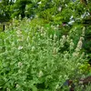 Image de Cataire "Menthe des Chats" (Nepeta cataria) - Grand Modèle | Vilmorin Jardin