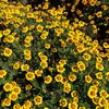 Image de  illet d'Inde Légion d'Honneur | Vilmorin Jardin