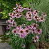 Image de Rudbeckia Pourpre Magnus | Vilmorin Jardin
