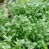 Image de Bourrache Blanche | Vilmorin Jardin