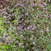 Image de Verveine Officinale | Vilmorin Jardin