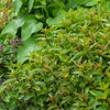 Image de Menthe Poivrée - BIO | Vilmorin Jardin