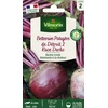 Image de Betterave de Détroit 2 race Darko | Vilmorin Jardin