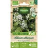 Image de Ail des Ours - BIO | Vilmorin Jardin