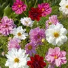 Image de Cosmos Double Click Varié | Vilmorin Jardin