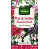 Image de Pois de Senteur Buisson Varié | Vilmorin Jardin