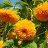 Image de Tournesol Double Géant de Californie | Vilmorin Jardin