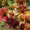 Image de Tournesol Beauté d'Automne | Vilmorin Jardin